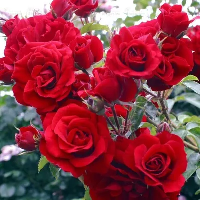 Роза плетистая Amadeus (Амадеус) 990 руб. AGRO1254