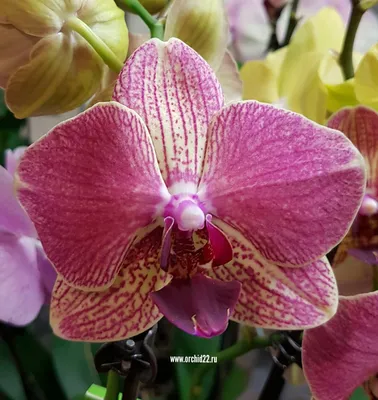 Орхидея Голден БРИК (68 фото)