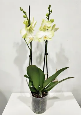 Орхидея фаленопсис \"Амадеус\" :: super-krokus.tur ( Наталья ) – Социальная  сеть ФотоКто