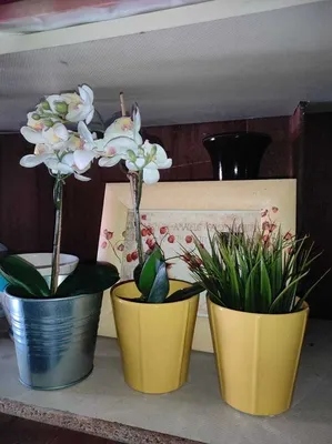 Красная орхидея фаленопсис, голубая, фиолетовая, черная, зеленая и многие  другие цвета
