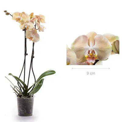 Заказать орхидея фаленопсис два ствола boston с доставкой, купить орхидея  фаленопсис два ствола boston с доставкой