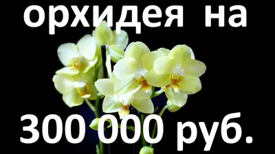 Орхидея Фаленопсис Амадей 2 ствола (Phalaenopsis Amadeus)