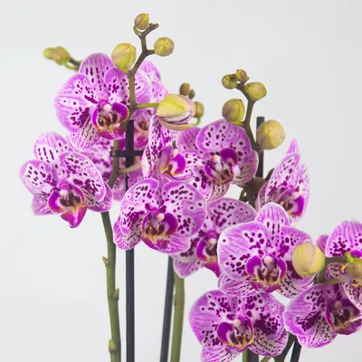Орхидея амстердам фото фотографии