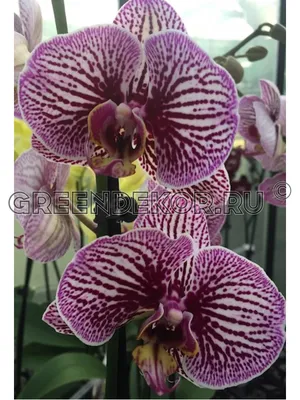 Орхидея анастасия фото фотографии