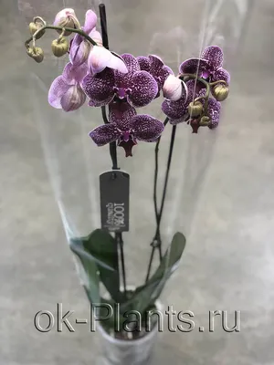 Орхидея(Phalaenopsis) Анастасия купить | в miltoniya.ru