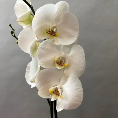 Phalaenopsis African Queen | Орхидеи, Орхидея, Красивые цветы