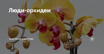 Цветущий фаленопсис Анастасия в кастрюле Стоковое Изображение - изображение  насчитывающей бобра, крыто: 166219079