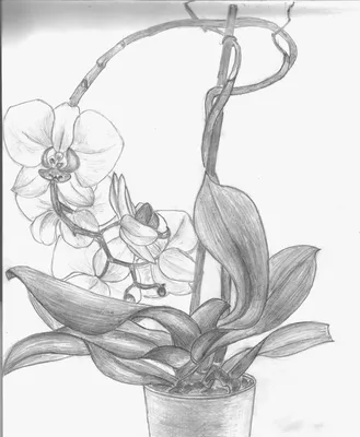 Орхидея (Orchidaceae Juss)