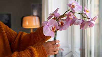 Phal. Kimono peloric | Орхидеи, Орхидея, Цветы