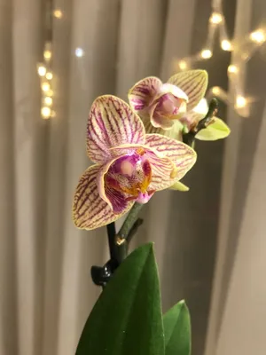 Phal Cres | Орхидеи, Орхидея, Цветы