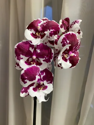 Анастасия🌸МАГ 🪴My world 🌎my love ❤my flowers🌷 | Белая орхидея | Дзен