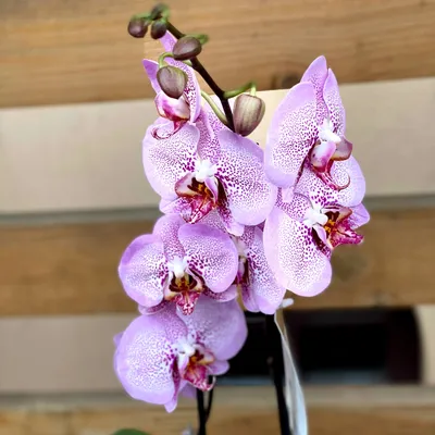 Phalaenopsis Tying Shin Phoenix peloric | Орхидеи, Орхидея, Цветы