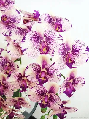 Orchid phalaenopsis | Орхидеи, Орхидея, Цветники