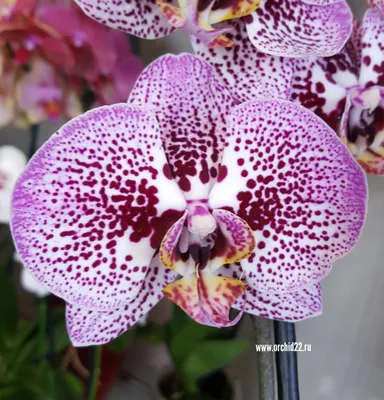 Орхидея андорра фото фотографии