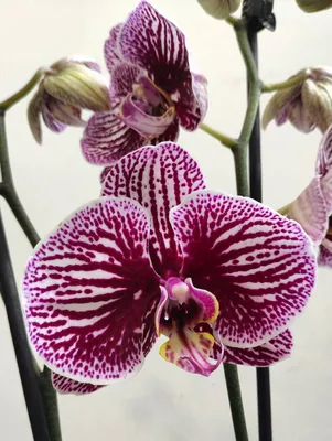 Орхидея Phal. Andorra 1,7 - купить, доставка Украина