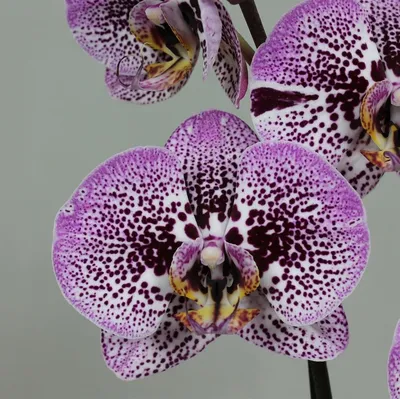 Орхидея Фаленопсис Андора (Phalaenopsis Anthura Andorra)