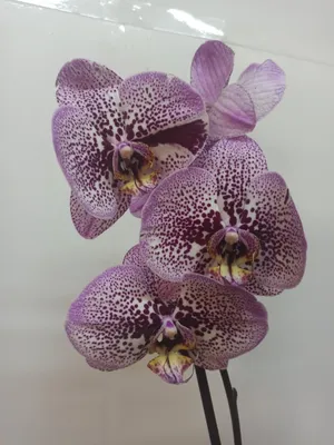 Phalaenopsis ANDORRA — Растения Оптовая FlorAccess