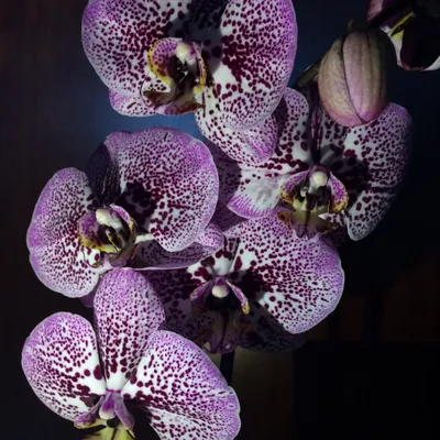 Цветущая Орхидея Фаленопсис Андорра (phalaenopsis) Andorra – фото, отзывы,  характеристики в интернет-магазине ROZETKA от продавца: Hi-Home | Купить в  Украине: Киеве, Харькове, Днепре, Одессе, Запорожье, Львове