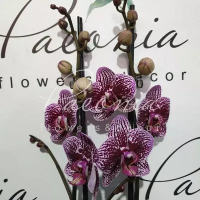 Орхидея фаленопсис андорра купить