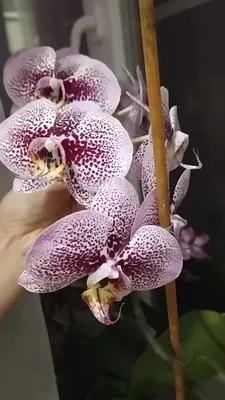 Орхидея Phalaenopsis (отцвёл)