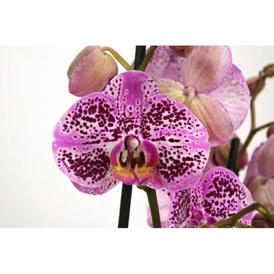 Орхидея фаленопсис андорра купить