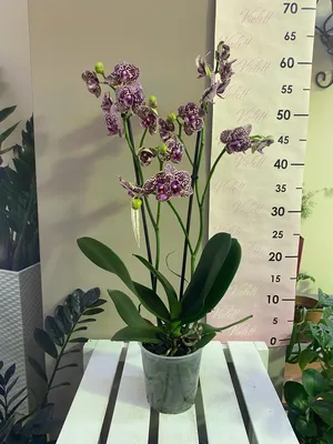 Phal. ANDORRA💕💕💕 Андорра – орхидея с крупными лилово-пурпурными  цветками, которые обильно усыпаны темно-фиолетовыми веснушками.… | Instagram