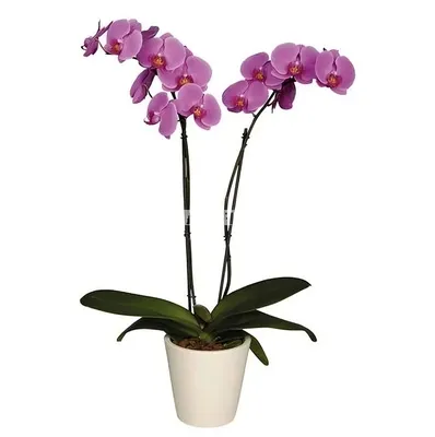 Орхидея Phal. Anna - купить, доставка Украина