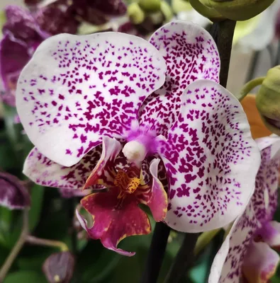 № М1 Phalaenopsis... - Дикая Орхидея Продажа орхидей Украина | Facebook