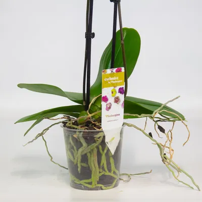 Орхидея Andorra, цена 30 р. купить в Лиде на Куфаре - Объявление №220095546