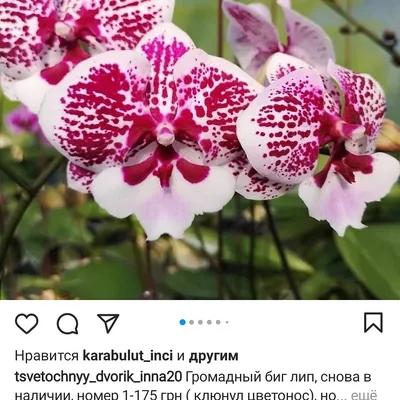 Купить Сиреневая орхидея Андорра-ла-Велья | UFL
