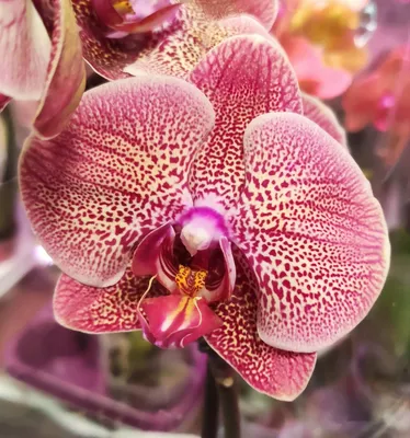 Орхидея Фаленопсис - «Орхидея Фаленопсис из Леруа - радует обильным  цветением уже 3года и совершенно не прихотлива!» | отзывы