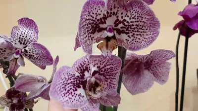 Орхидея \"Фаленопсис Андорра\" купить по низкой цене | \"Фаленопсис Андорра\" в  интернет-магазине kashpo.store