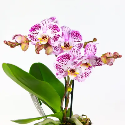 Phal. ANDORRA💕💕💕 Андорра – орхидея с крупными лилово-пурпурными  цветками, которые обильно усыпаны темно-фиолетовыми веснушками.… | Instagram