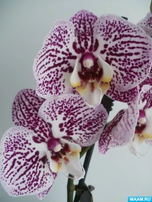 Орхидея Phalaenopsis