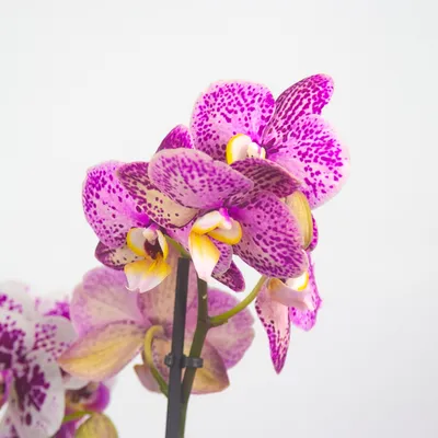 Орхидея Phalaenopsis Younghome Golden Leopard '165'