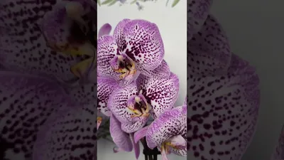 И снова новинки!!! 🤗🤗🤗 Мои новые орхидеи!!! Андорра, Паваротти, мини  Клеопатра - YouTube