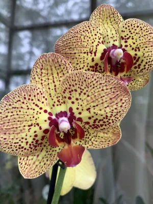 Орхидея Фаленопсис \"Tablo\" бело-фиолетовая купить