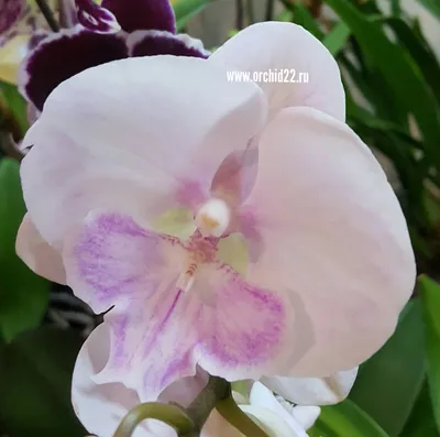 Орхидея Фаленопсис - «Два года я копила знания и уверена что многим мои  советы пригодятся! Вдобавок скажу все сортовые названия моих орхидей, может  найдете имя и вашей красавицы:)» | отзывы