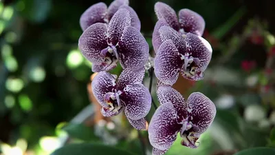 Самые красивые орхидеи в... - Цветочный салон Орхидея | Facebook