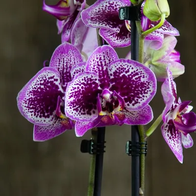 Орхидея Фаленопсис Андорра | отзывы
