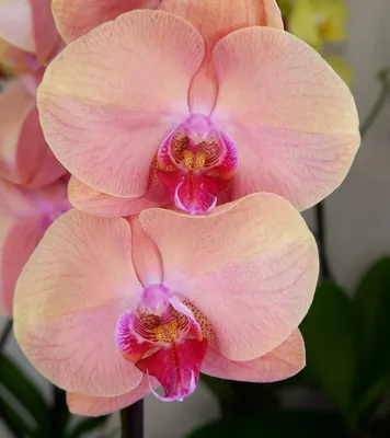 Phal. ANDORRA💕💕💕 Андорра – орхидея с крупными лилово-пурпурными  цветками, которые обильно усыпаны темно-фиолетовыми веснушками.… | Instagram