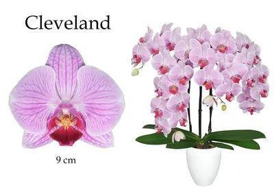 Орхидея Фаленопсис - «Орхидеи - дочери воздуха. Расскажу всё что знаю об  этих красавицах.» | отзывы