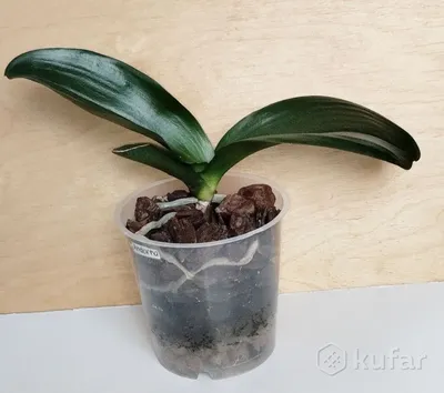 Орхидея Phalaenopsis Big Lip