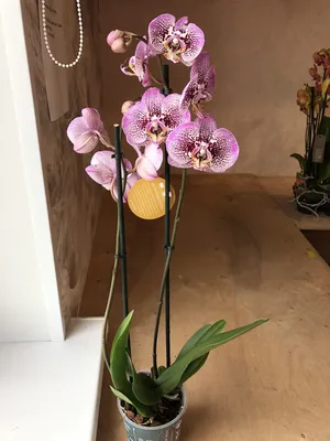 Phalaenopsis Anth. Andorra Optistar Andorra 2spike | Phalaenopsis |  Phalaenopsis | Цветущие комнатные орхидеи | Цветущие комнатные растения |  Комнатные растения | All products | OZ Planten