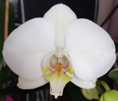 Цветущая Орхидея Фаленопсис Андорра (phalaenopsis) Andorra – фото, отзывы,  характеристики в интернет-магазине ROZETKA от продавца: Hi-Home | Купить в  Украине: Киеве, Харькове, Днепре, Одессе, Запорожье, Львове