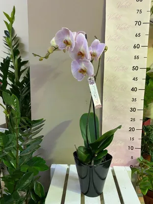 Phal. ANDORRA💕💕💕 Андорра – орхидея с крупными лилово-пурпурными  цветками, которые обильно усыпаны темно-фиолетовыми веснушками.… | Instagram
