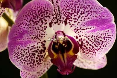 Орхидея Фаленопсис Андорра - «Простенькая, но милая малышка в крапинку.  Живучая, как и все фаленопсисы.» | отзывы