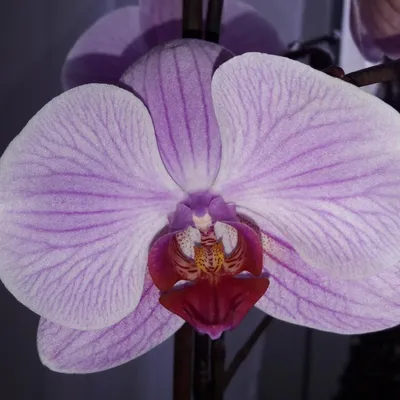 Орхидея Phalaenopsis Midsummer Night