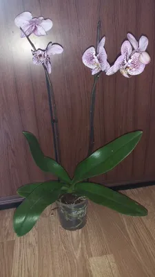 Орхидея люксор - 56 фото