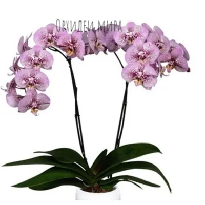 Фаленопсис Андорра (Phalaenopsis Andorra) — купить в интернет-магазине  Ангелок